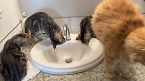 69K views · 4.5K reactions | “Get 3” she said!  We need a plan B for brushing teeth. 臘‍♂️ | Help Alberta Wildies Society | Facebook