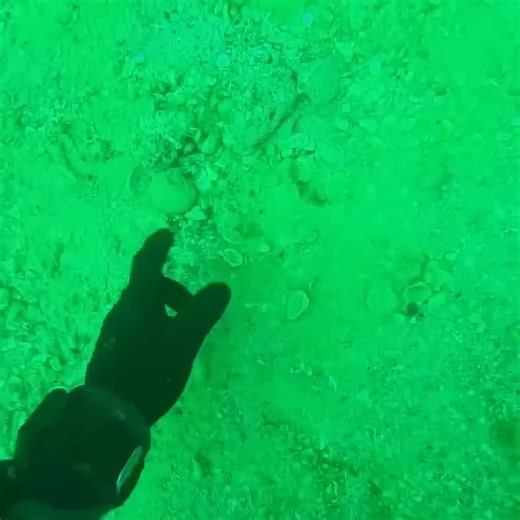 #water #shell #scubadiving #swimming #spongebob