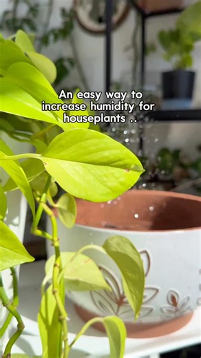 This water feature is my new favorite plant room addition 🌿🌿💦 Comment PUMP & I’ll send you the details to the auto solar fountain. You can make this for inside or outside - place near a sunny window by your plants for a humidity boost. I used Fungus Gnat drops from @happyhappyhouseplant (code “MARIAHGROWS”) to make sure I don’t get an out break of little friends 🙃 I kinda want to add some hydro plants to the pot as well! Any suggestions? 🌿🌿 Make sure you are following for more houseplant t