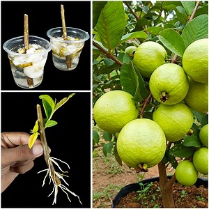 14K views · 212 reactions | Grow Guava Tree from Branch Using Garlic & Banana | Easy Propagation Method! | Dian Creative | Facebook