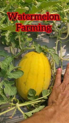 Watermelon Farming with mulching ‼️#ytshorts #watermelon #farming #shorts #video #reels #dil