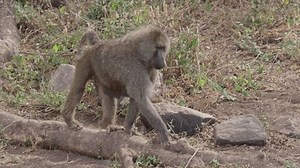 Adult male baboon walking in the savannah