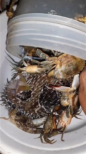 I got a lot of fresh sea foods ,,,