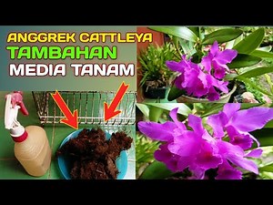 Anggrek Cattleya Diberi Tambahan Media Tanam Lagi ‼️ Part 8