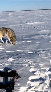 The wolves get to decide if and when (and how close) they would like to approach us. One of the great things about studying the wolves of the Kaska Coast is because they roam an uninhabited wilderness the siz #reelsfb #wolf #wolfdogs #wolfdogsofinstagram #virals #animalsofinstagram #dog #wolfdog #wolfman #wolfpack #wolfpup #animal #wolfdogcommunity #animals #wolves | Wolf Lover