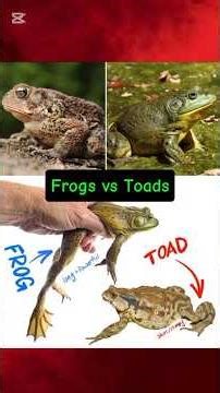 Differences: Frogs vs Toads #difference #toad #frogs