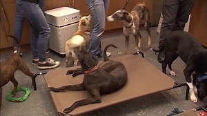 Who rescued who? Ten dogs are rescued from China's dog meat trade. They arrived here in SoCal and will be up for adoption through the The Animal Hope & Wellness Foundation. WARNING: GRAPHIC IMAGES 🐶🐩🐾 http://bit.ly/2qxZ10e | FOX 11 Los Angeles