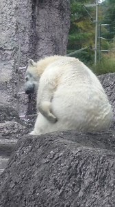 91K views · 552 reactions | Polar Bear Facts #reels #facts #shorts | Universe Adventure | Facebook