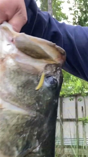 Monster bass in the country pond.
