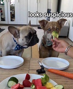 349K views · 7.4K reactions | My dog does a taste test with his husky friend! I had no idea how PICKY huskies are with food! Watch to the end to see scenes from our next videos! | Gus Gus In The City | Facebook
