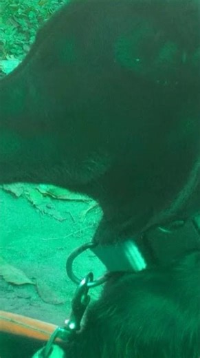 please sapport me please 😭😭