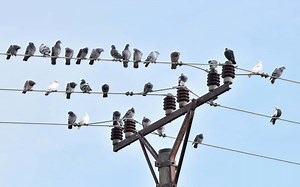 Where Do Pigeons Come From, and Why Are There So Many In Big Cities?