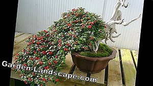 Rastline: Sajenje in gojenje cotoneaster, cotoneaster - Moj čudovit vrt | 2025