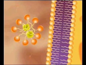 Absorption of the products of lipid digestion