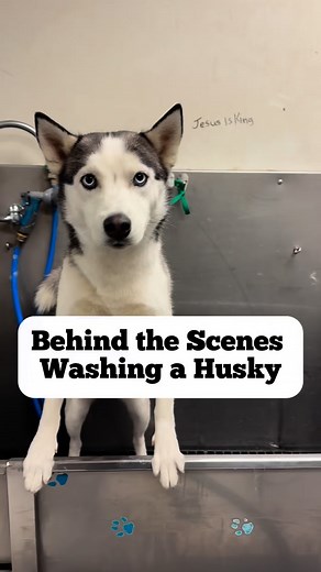 51K views · 2.6K reactions | Behind the Scenes washing a Husky #siberianhusky #siberianhuskies #huskies #huskiesofinsta #doggrooming #dogbath | Animalkingdomdoggrooming | Facebook