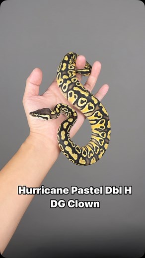 35 reactions | #inhouse#pythons #scales #ballpythonofinstagram #ballpython #reptiles #snakeofinstagram #Hetflix #ballpythonbreeder #thailand | Sexy Ball Python | Facebook