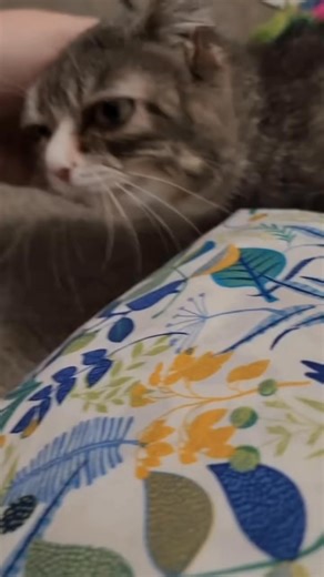 17K views · 1.4K reactions | Big stretch #cat #dwarfcat #dwarfism #tinycat #cutecat #catvideos | Winkythedwarfcat | Facebook