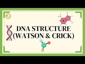 DNA Structure | Watson & Crick