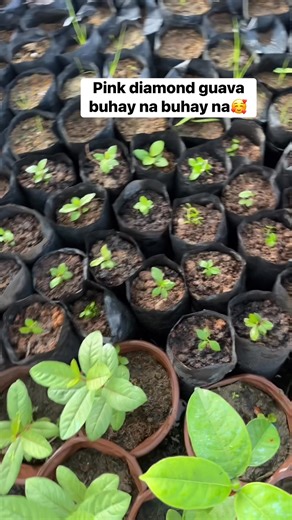 54 reactions · 9 comments | #Pinkdiamond guava 殺殺 | Anastacia Fruit Bearing Trees | Facebook