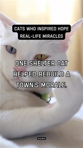 One shelter cat helped rebuild a town’s morale.