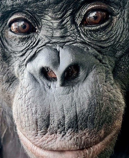 Kanzi the Bonobo: A Breakthrough in Primate Imagination