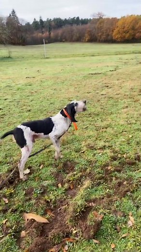 À la recherche du 🐗 #chasse #chasseur #chiendechasse #espritchasse #fieredetrechasseur #hunt #sanglier