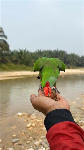 Taming and Feeding a Wild Green Parrot in the Jungle | Amazing Bird Interaction