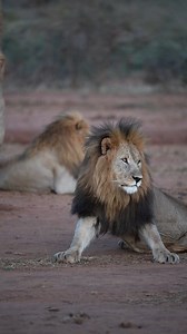 92K views · 4.3K reactions | Watch the incredible size of this big male lion when he gets up and shows his majesty  女 What a sighting on safari. What a magnificent king lion he is! #biglion #malelions #SafariDreams | All Out Safaris | Facebook