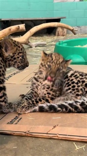 Cat pro max🤣🤣🤣 #cat #tiger #cute #funny