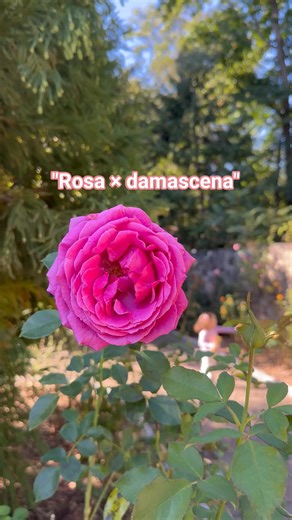 "Rosa × damascena" CUIDADOS: ubícala a pleno sol y en suelo fértil y bien drenado, preferiblemente con un pH entre (6.0) y (7.0). Riega con regularidad para mantener la tierra húmeda pero sin encharcar, abona en primavera y verano, y realiza podas de invierno para eliminar las ramas muertas o enfermas . .#Rosa x #Damascena #diyhomedecor #diyprojects #365dayschallenge #diyhomeprojects #DIYChallenge #diycrafts #NaturePhotography 🩷🌿🩷🌿🩷 | Susany Yanes