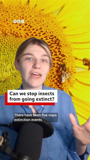 How can we stop insects from going extinct? Earth has experienced five mass extinction events, and scientists believe we are currently in another one. This time, however, it's an insect extinction. And it's also the first caused by humans. But we have the power to save them. 🎧 Hear what we can do to save insects from extinction on Unexpected Elements: https://bbc.in/45TaFVR | BBC World Service