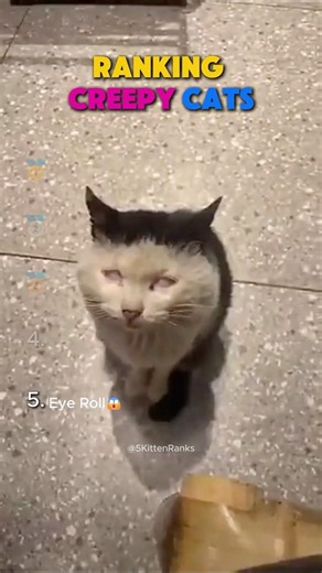Ranking Creepy Cats Moments!!🐈👻