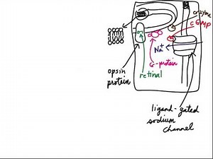 Phototransduction: Dark Phase