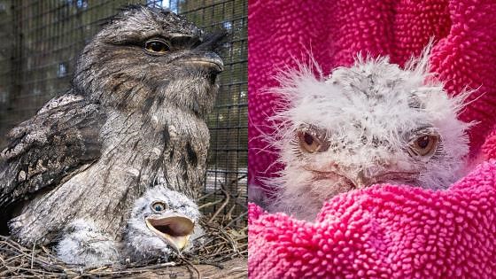 Pair of cute Muppet-like chicks hatch at sanctuary