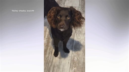 Dog super glues mouth shut
