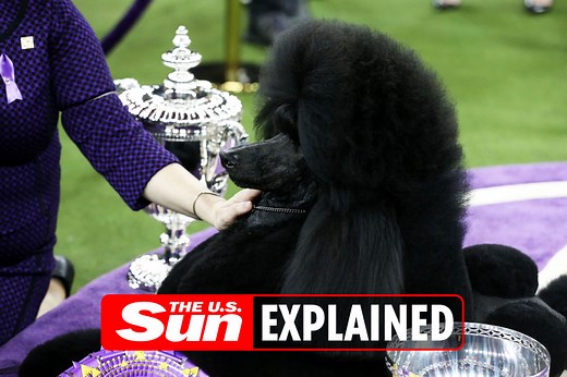 Which dog was crowned the winner of the 2020 Westminster Dog Show?