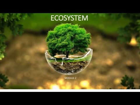 Ecosystem class12,ncert deep and easy explanation
