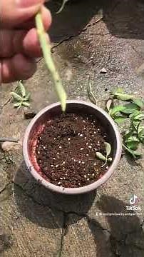 Cara Menanam Keratan Pokok Bunga Ros