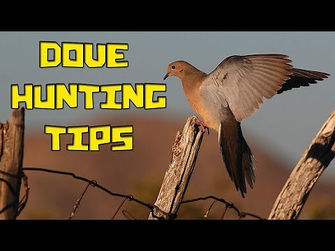 Dove Hunting Tips