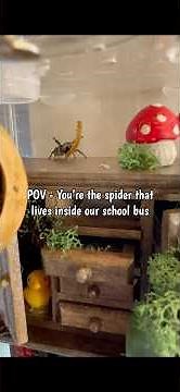The story of Sprout, the jumping spider that lives inside our school bus #spider #jumpingspider #pov