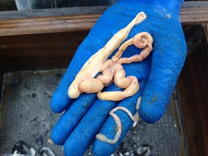 Milky Ribbon Worms Research - Downeast Institute