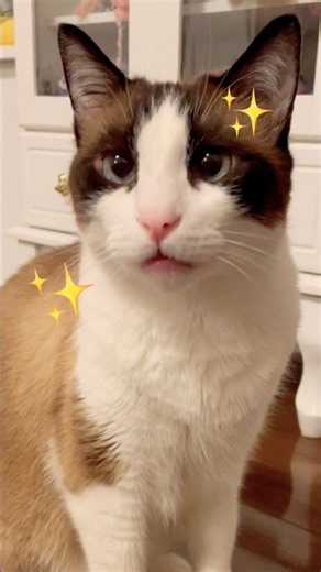 My Snowshoe mix cat who is so good at answering back because they just really want some chicken.....