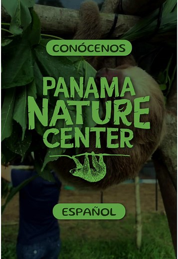 Descubre los Perezosos en el Panama Nature Center