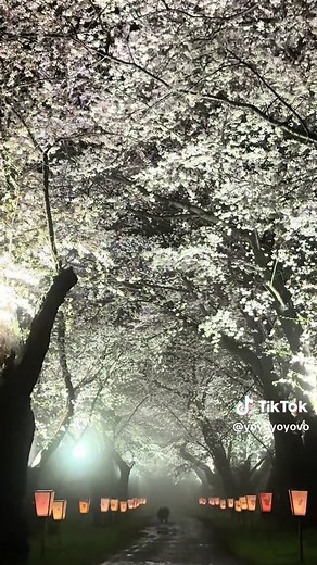 🇯🇵🗾日本絶景スポット🗾🇯🇵 (@yoyoyoyovo) - 2025 4 📍岩手県北上市 #北上展勝地 🌸貴重な絶景時間🌸 東北地方一周の桜、お花見ドライブ旅🚗雨上がりに満開の北上展勝地へ🌸 🌸北上川の河畔にある北上展勝地は、東北有数の桜の名所として知られ、「さくらの名所100選」「みちのく三大桜名所」に数えられています⛰️ #日本の絶景 #お花見スポット #cherryblossom #japantravel