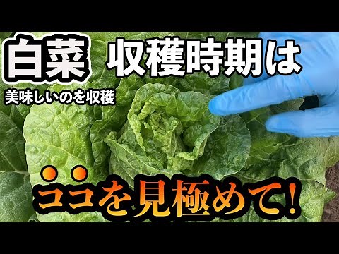 [Chinese cabbage] The best time to harvest. We will show you everything from harvesting to packin...