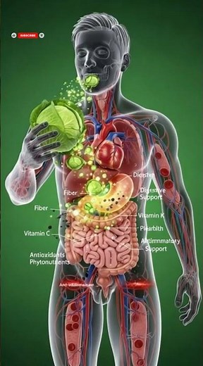 What Happens When You Eat Cabbage? | Digestion, Heart Health & Weight Control | 3D Animation