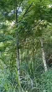 6.3K views · 168 reactions | So Cute 殺 | Pets Kr | Facebook