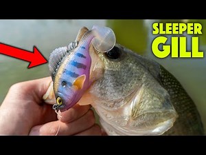 Bass Fishing With MEGABASS SWIMBAITS!