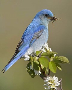 Mountain bluebird - Alchetron, The Free Social Encyclopedia