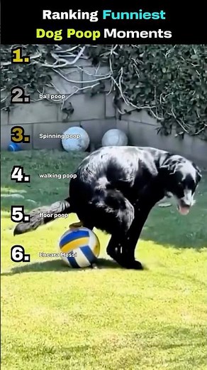Ranking Funniest Dog Poop Moments 😂😂